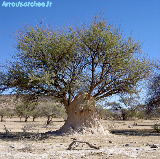 termitière namibie